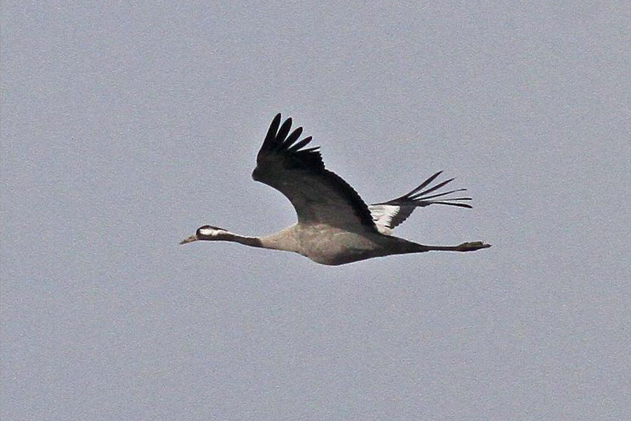 2015: een kraanvogel! Nils van Duivendijk