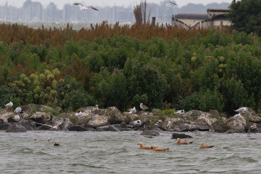 Casarca's voor het eiland