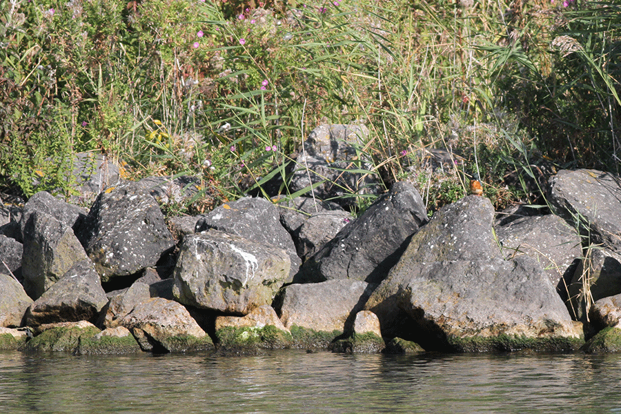 Zoekplaatje (ijsvogel)