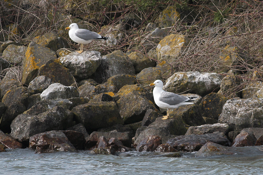 Geelpootmeeuwen in de haven