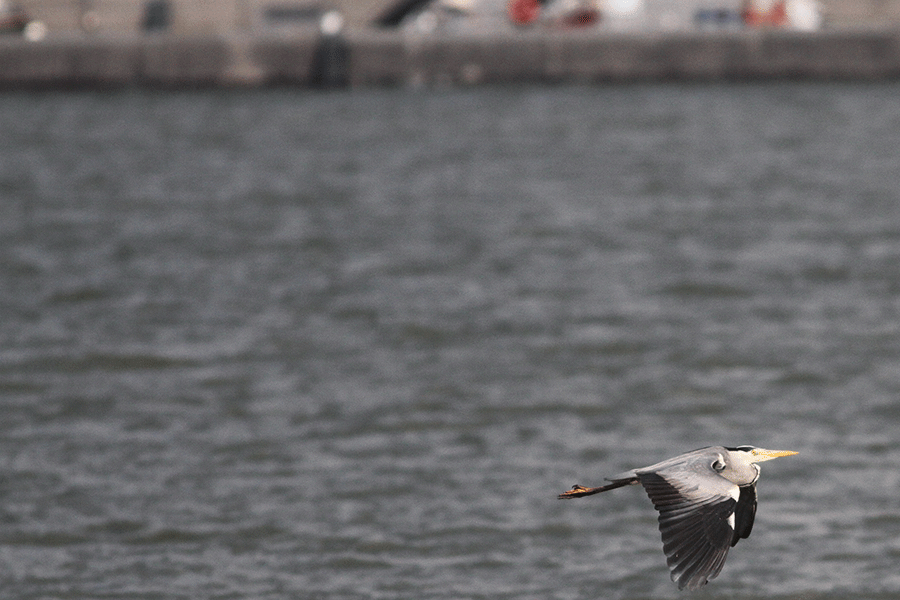 Blauwe reiger in de Bataviahaven