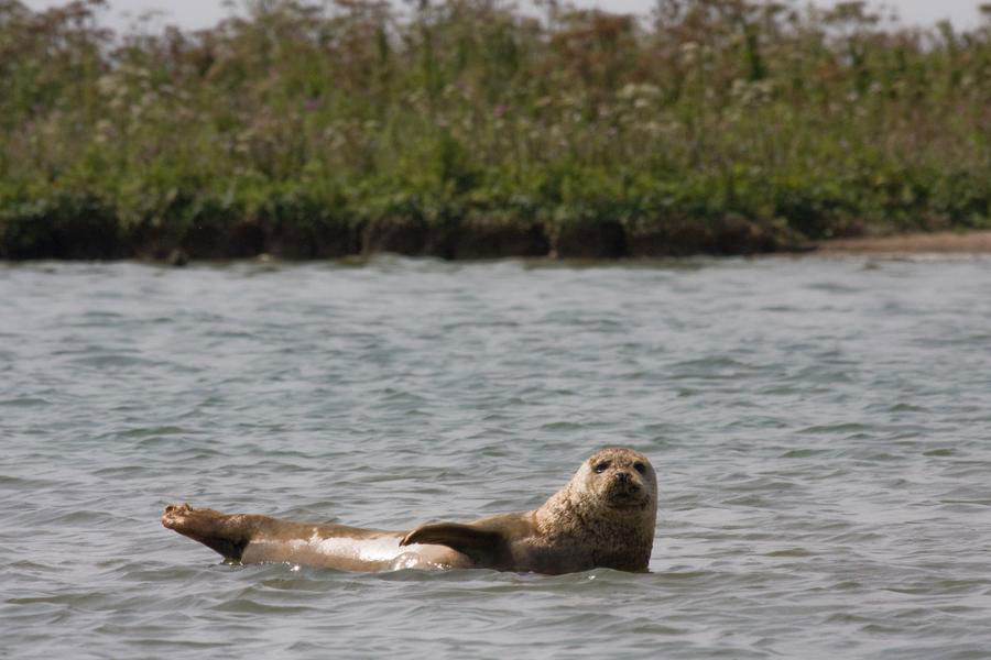 Een zeehond ís mogelijk