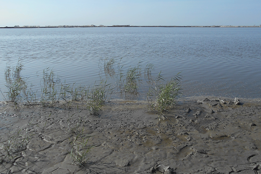 Het eerste riet, foto Siegfried Sumter