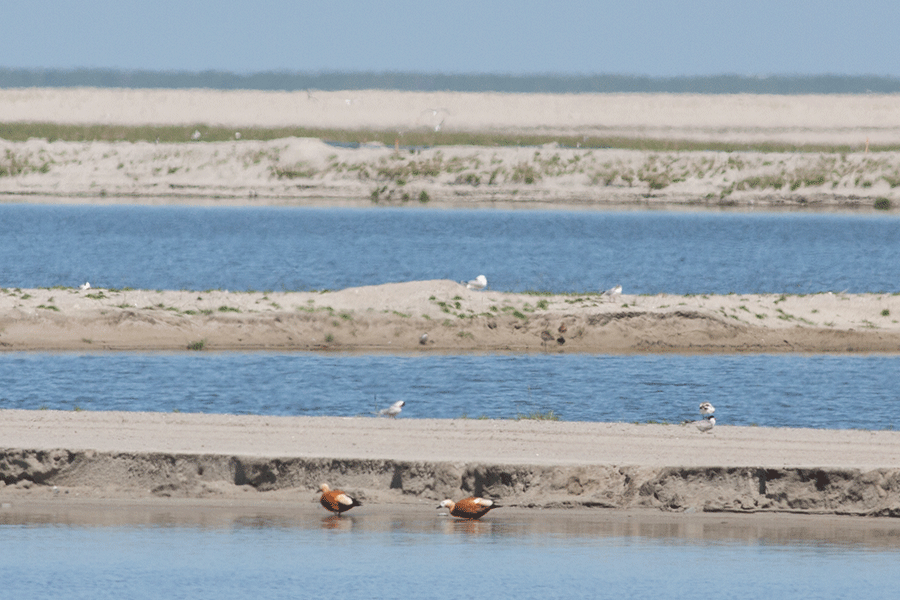 Casarca's verkennen het eiland