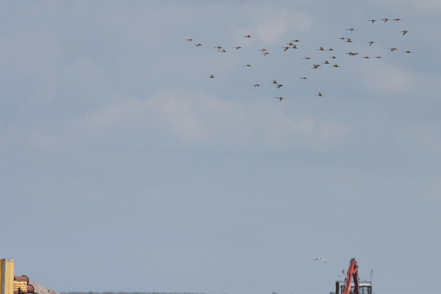 Grutto's op het eiland