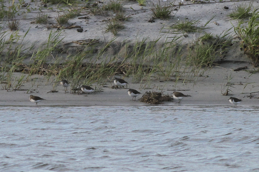 Trekvogels: oeverlopers