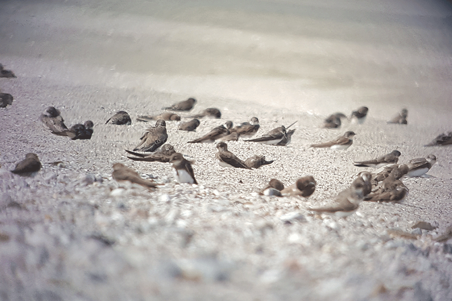 Rustende oeverzwaluwen