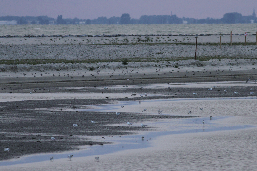 Slikranden Marker Wadden