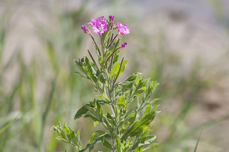 Wilgenroosje