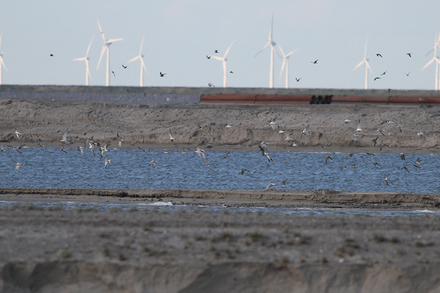 Zwarte sterns komen slapen op het eiland