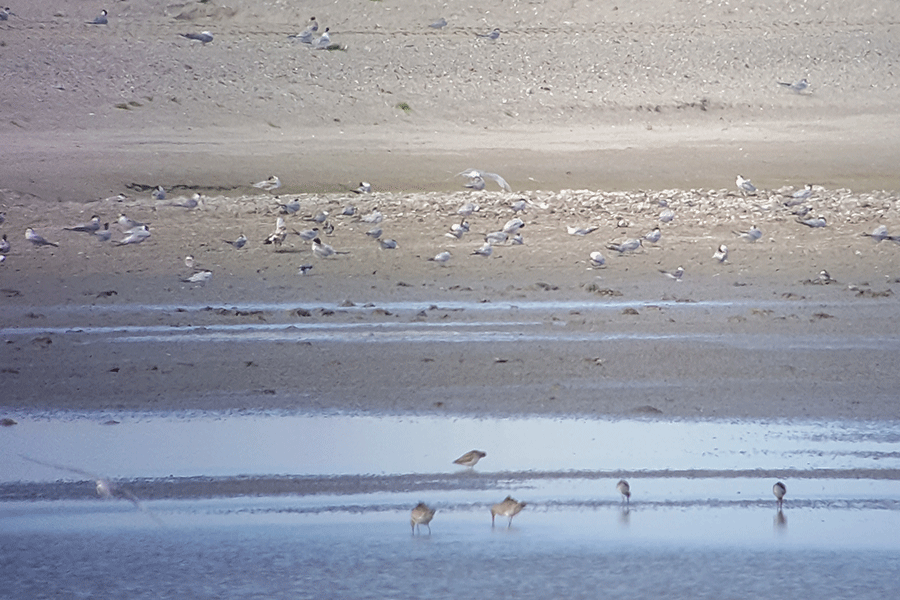 Slikranden Marker Wadden