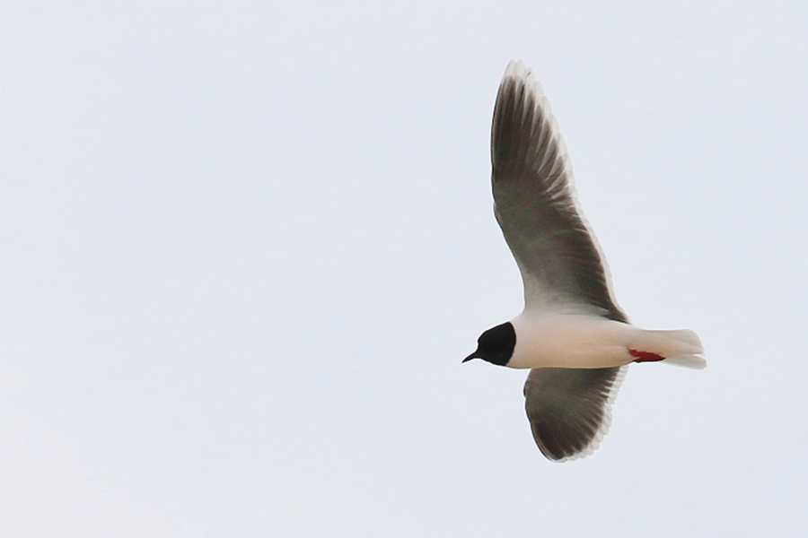 Dwergmeeuw, foto: Kees de Vries