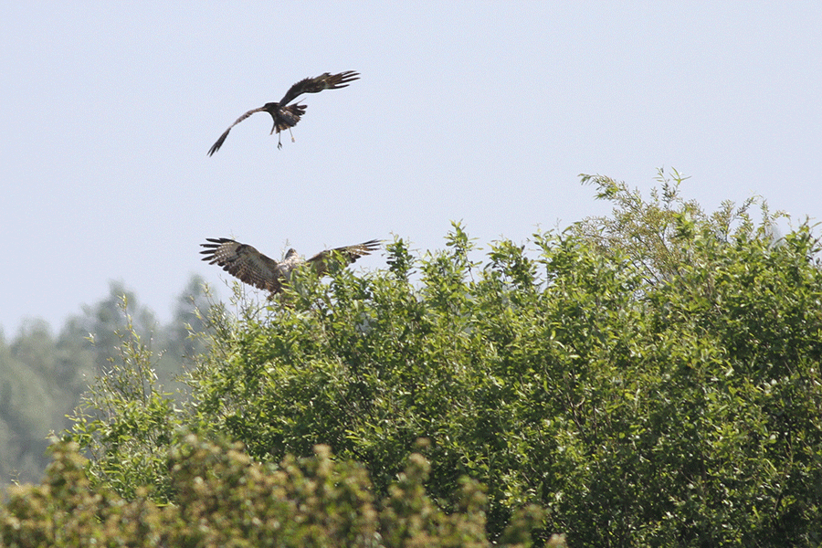 Buizerd en bruine kiekendief