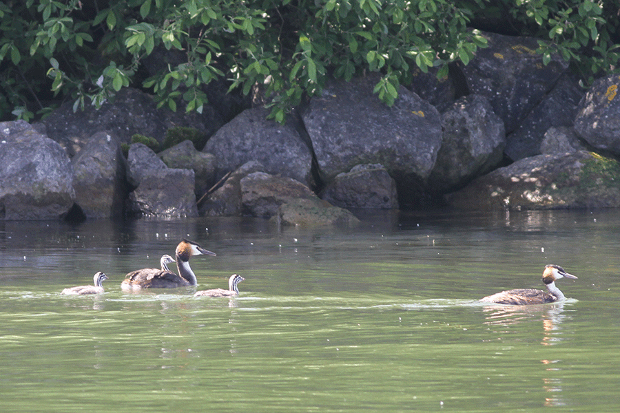 Futen bij de natuurboog