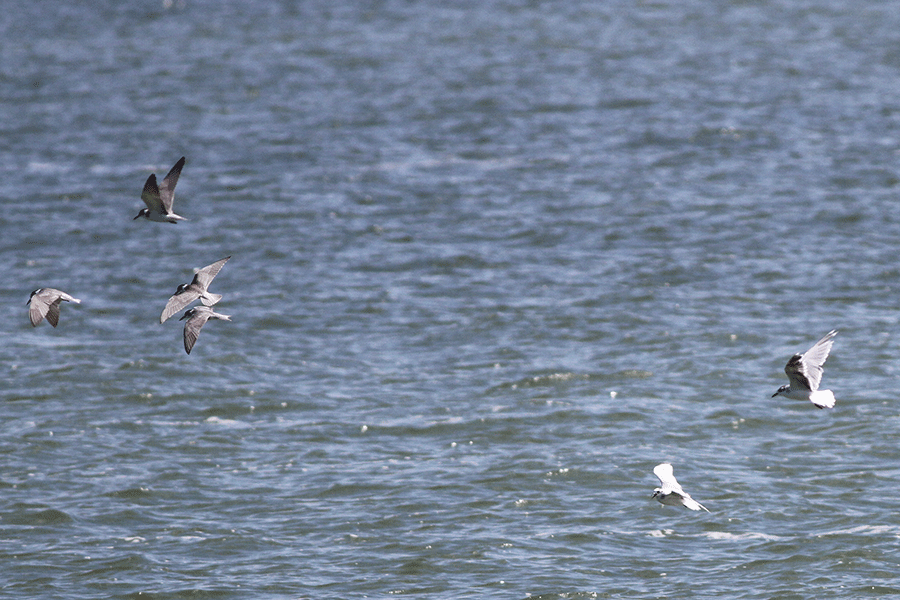 Zwarte sterns en dwergmeeuwen