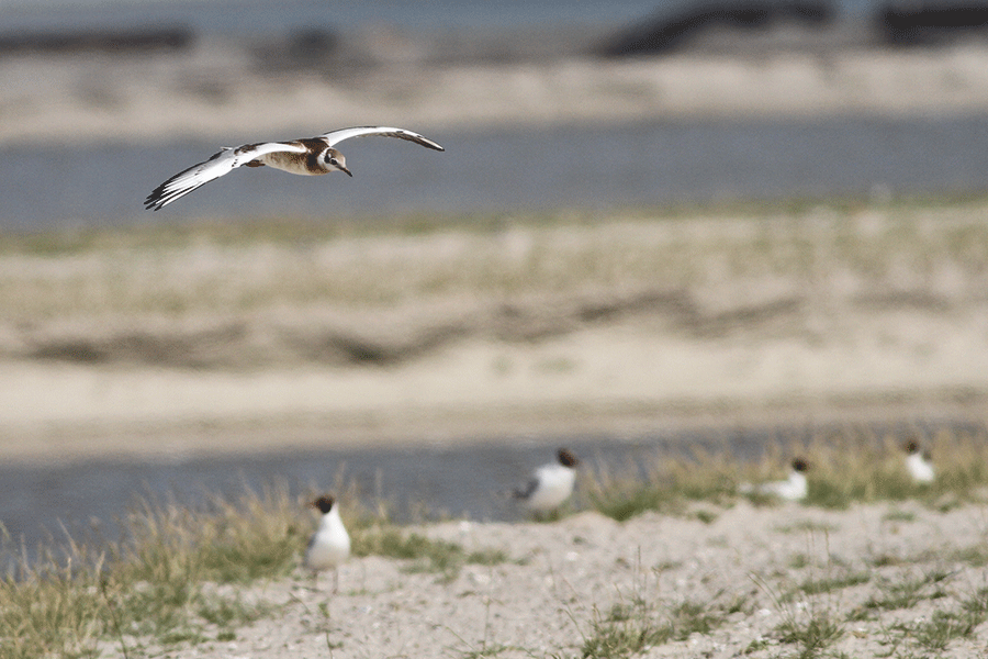 Juveniele kokmeeuw