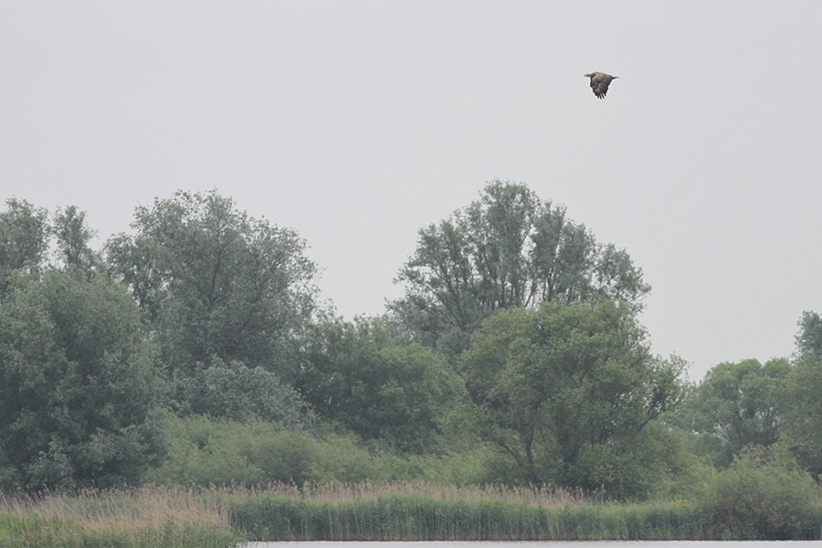 Zeearend in zijn omgeving