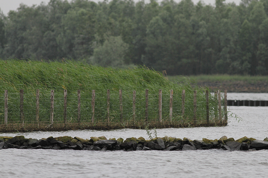 Maatregelen bescherming grote karekiet