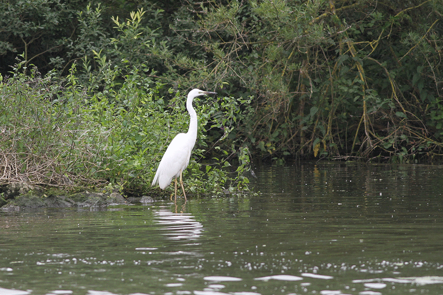 Grote zilverreiger