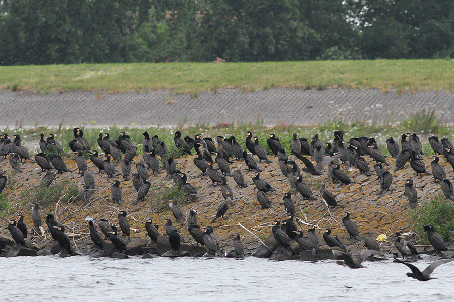 Aalscholver slaapplaats