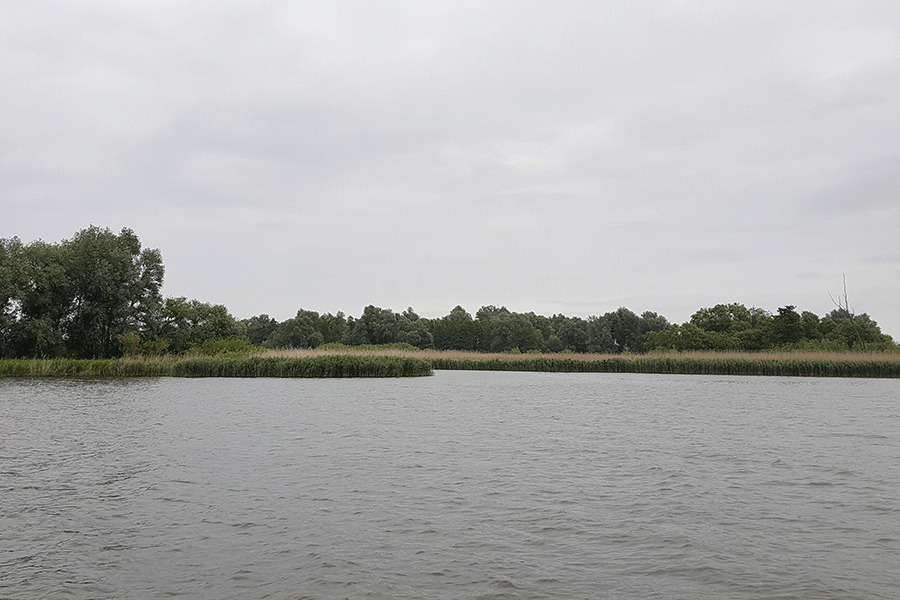 Rietlandschap