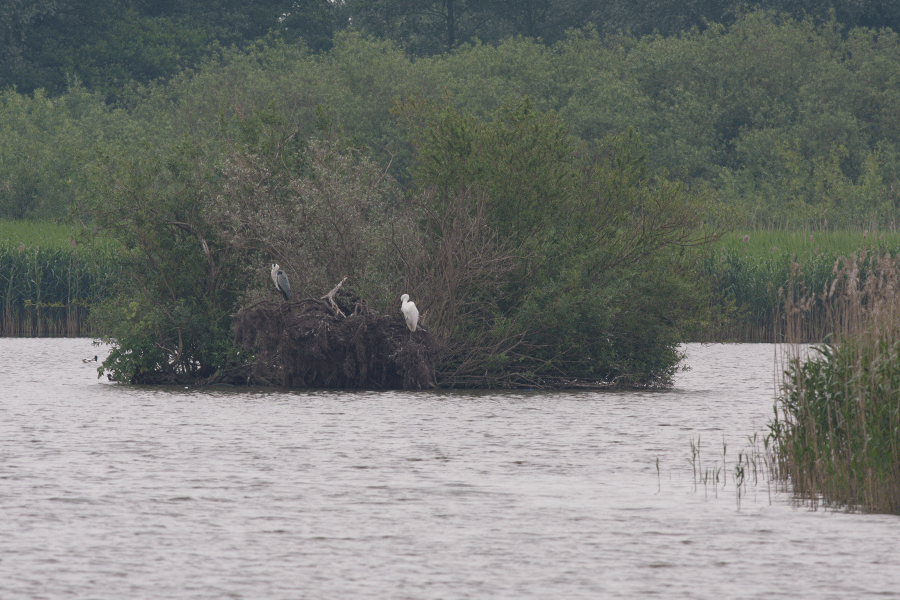 Blauwe en grote zilverreiger