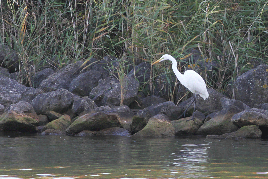 Grote zilverreiger