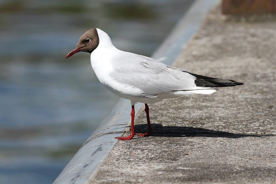 Kokmeeuw in de haven