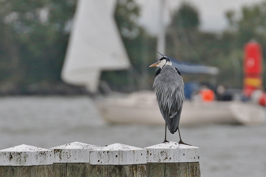 Blauwe reiger