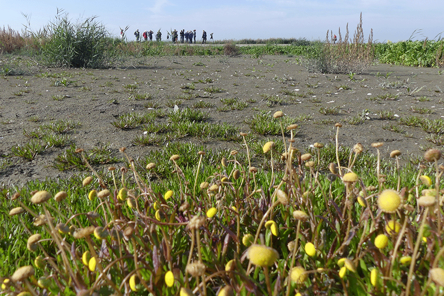 Goudknopje, foto Miranda Zutt