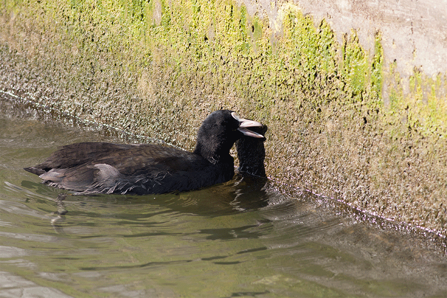 Meerkoet naviduct