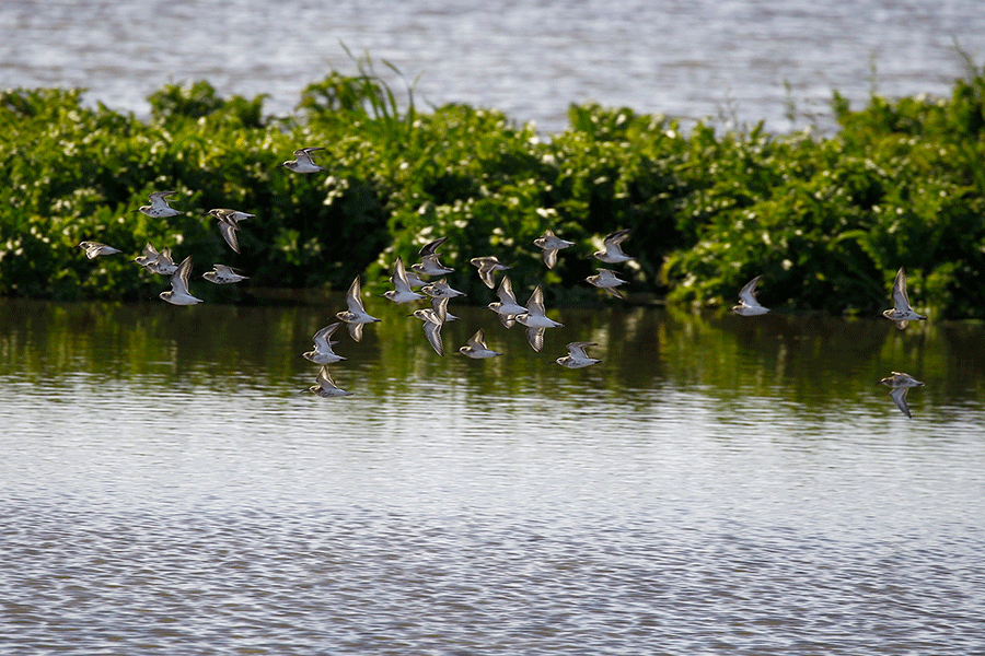 Bonte strandlopers, foto Harvey van Diek