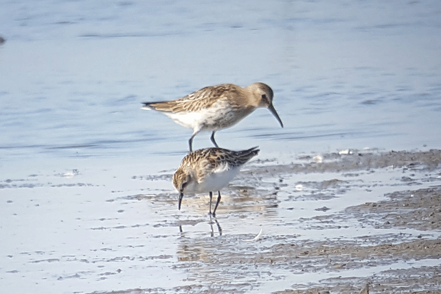 Kleine en bonte strandloper