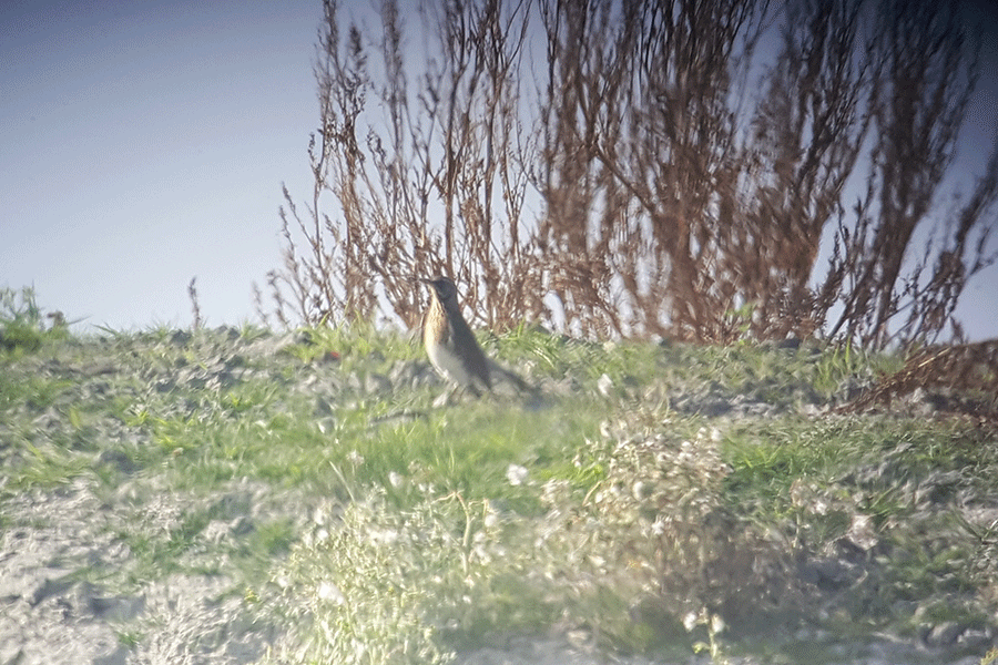 Kramsvogel