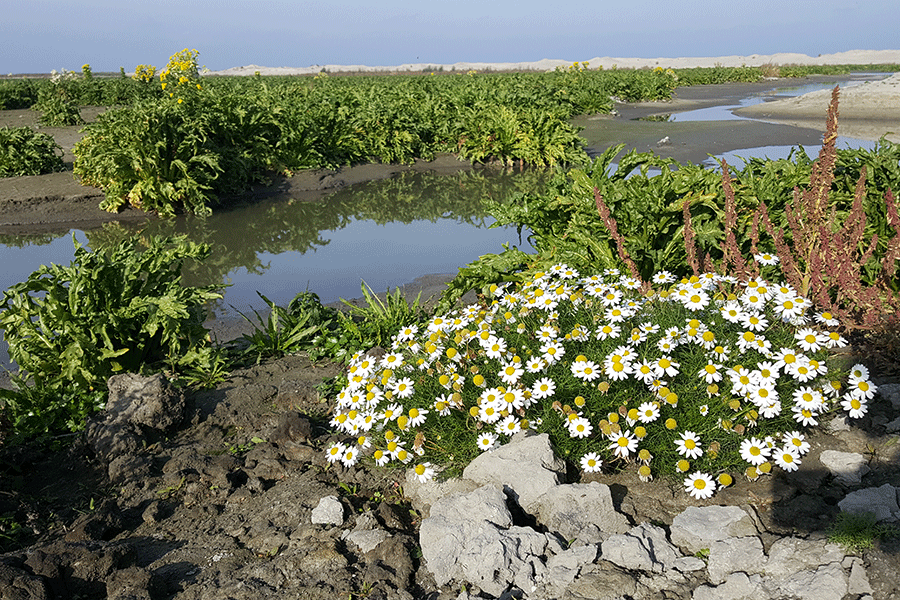 Landschap Marker Wadden