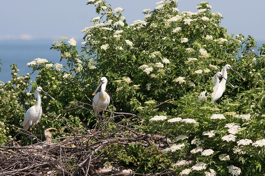 Lepelaar kolonie Bataviahaven 