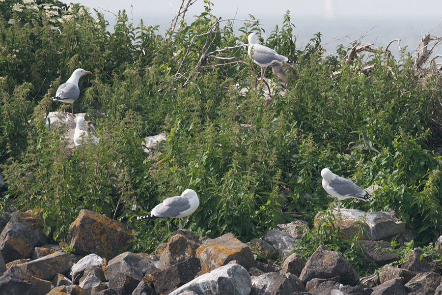 Kolonie grote meeuwen Bataviahaven