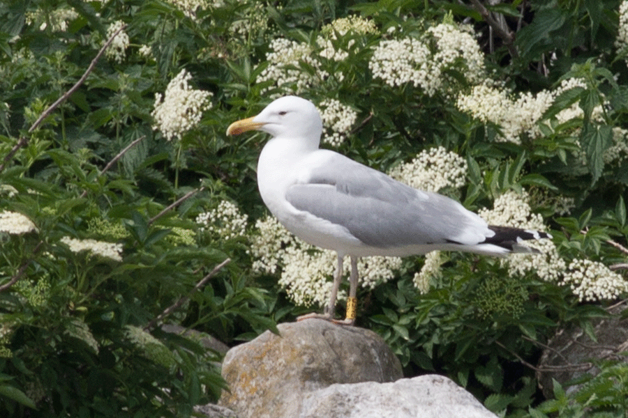 Pontische meeuw met ring Bataviahaven