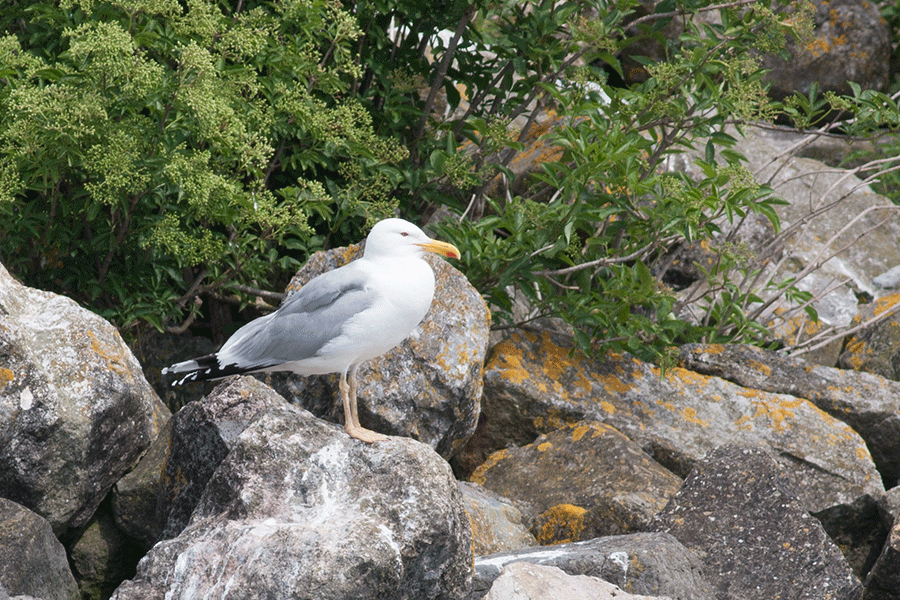 Pontische meeuw, Bataviahaven