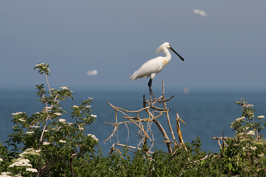 Lepelaar kolonie Bataviahaven 