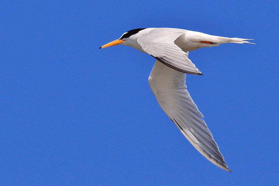 Dwergstern, foto Kees de Vries