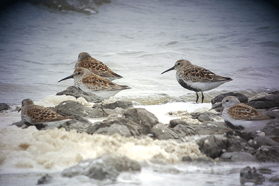 Bonte strandlopers