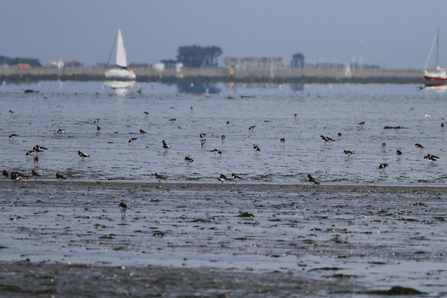 Veel scholeksters