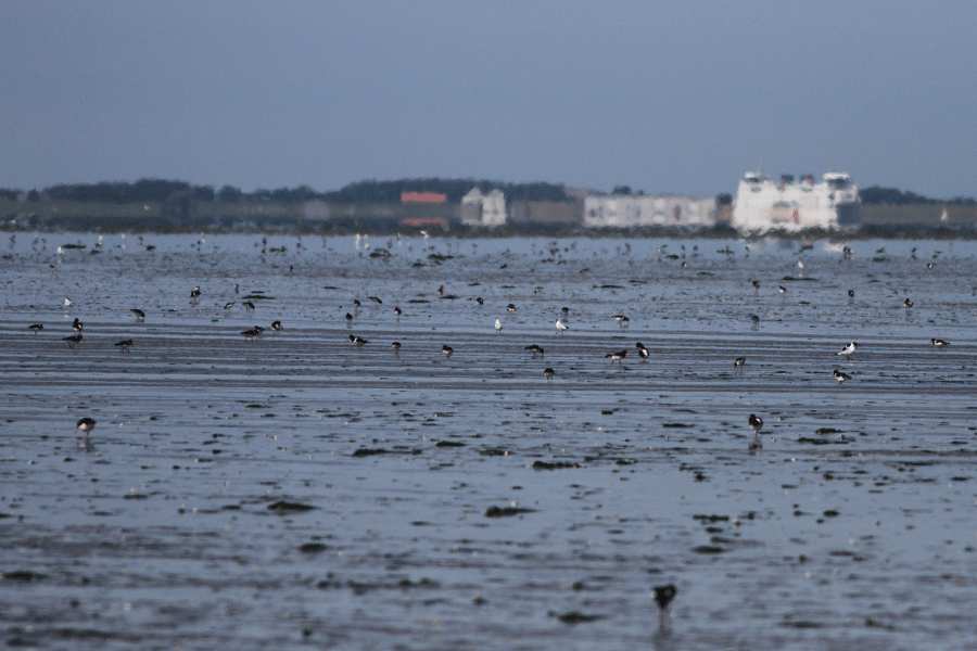 Achtergrond boot naar Texel