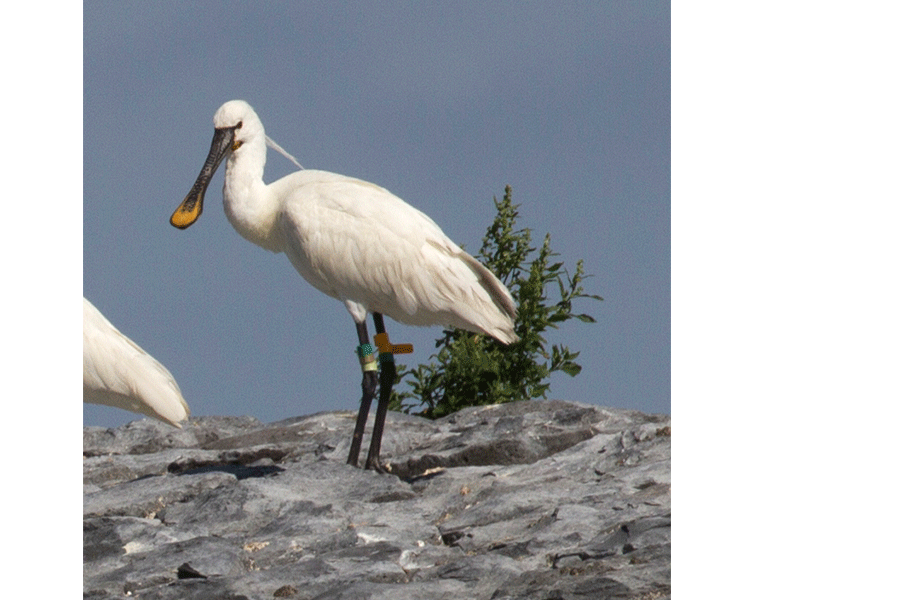 Op zoek naar ringen, foto Jan Gerhardus