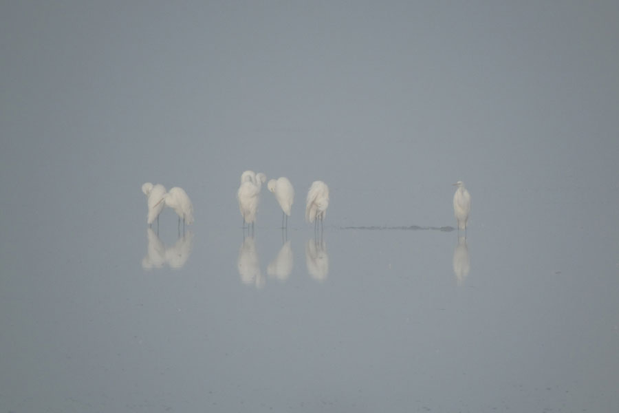 Gorillas in the mist